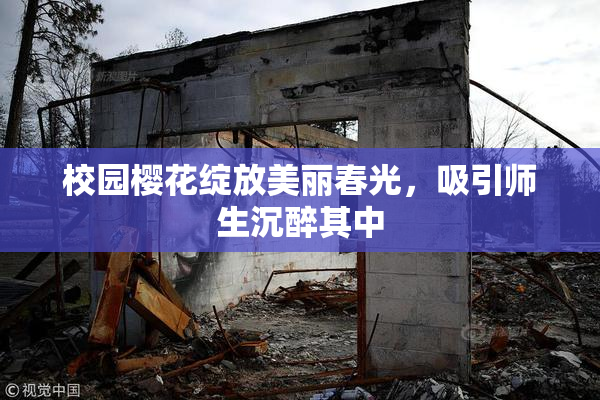 校园樱花绽放美丽春光，吸引师生沉醉其中