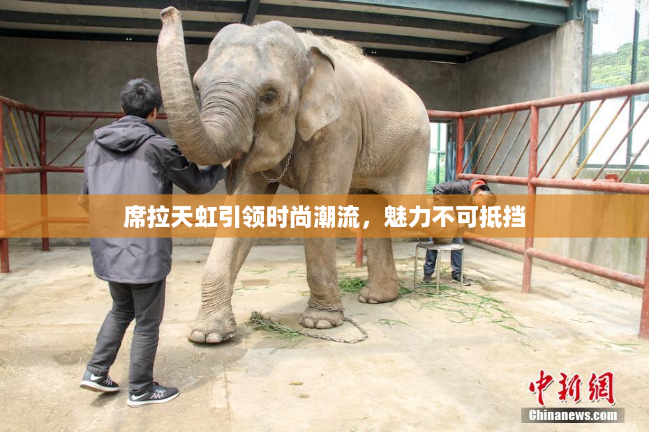 席拉天虹引领时尚潮流，魅力不可抵挡