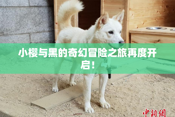 小樱与黑的奇幻冒险之旅再度开启！