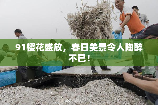 91樱花盛放，春日美景令人陶醉不已！