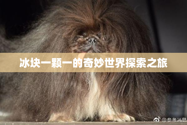 冰块一颗一的奇妙世界探索之旅