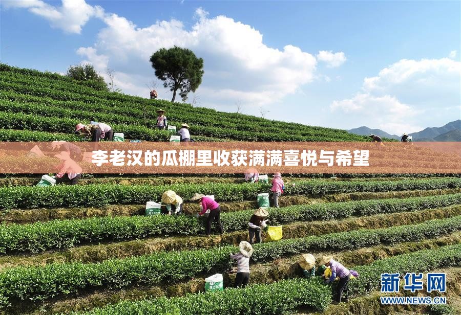 李老汉的瓜棚里收获满满喜悦与希望