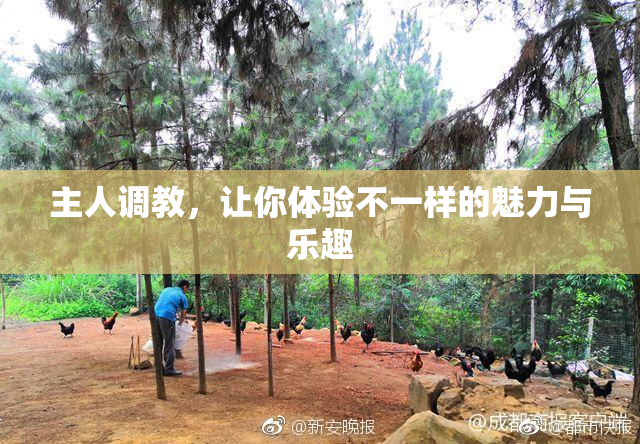 主人调教，让你体验不一样的魅力与乐趣