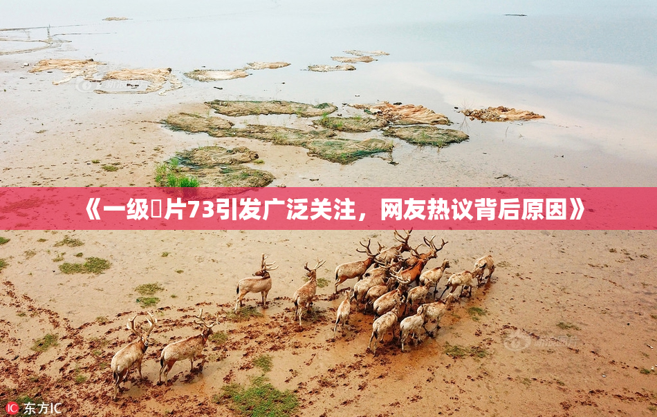 《一级婬片73引发广泛关注，网友热议背后原因》