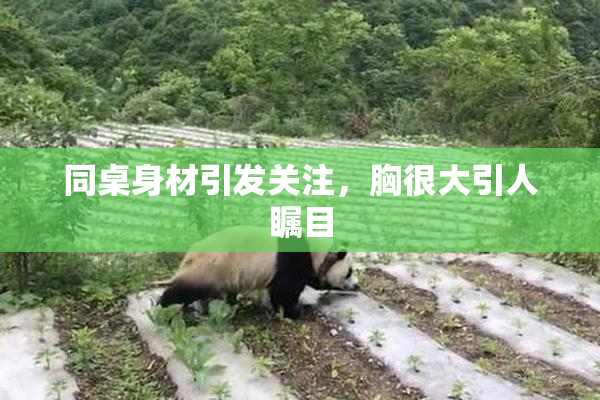 同桌身材引发关注，胸很大引人瞩目