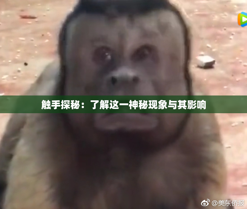 触手探秘：了解这一神秘现象与其影响