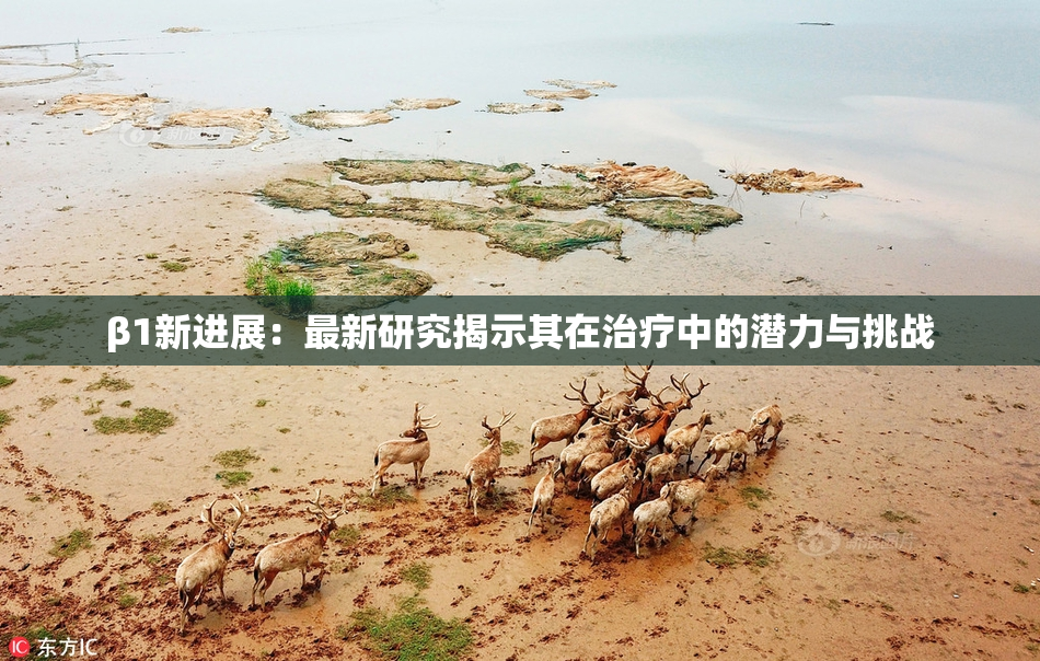 β1新进展：最新研究揭示其在治疗中的潜力与挑战