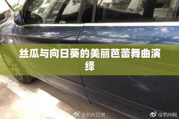 丝瓜与向日葵的美丽芭蕾舞曲演绎