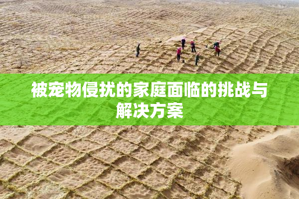 被宠物侵扰的家庭面临的挑战与解决方案
