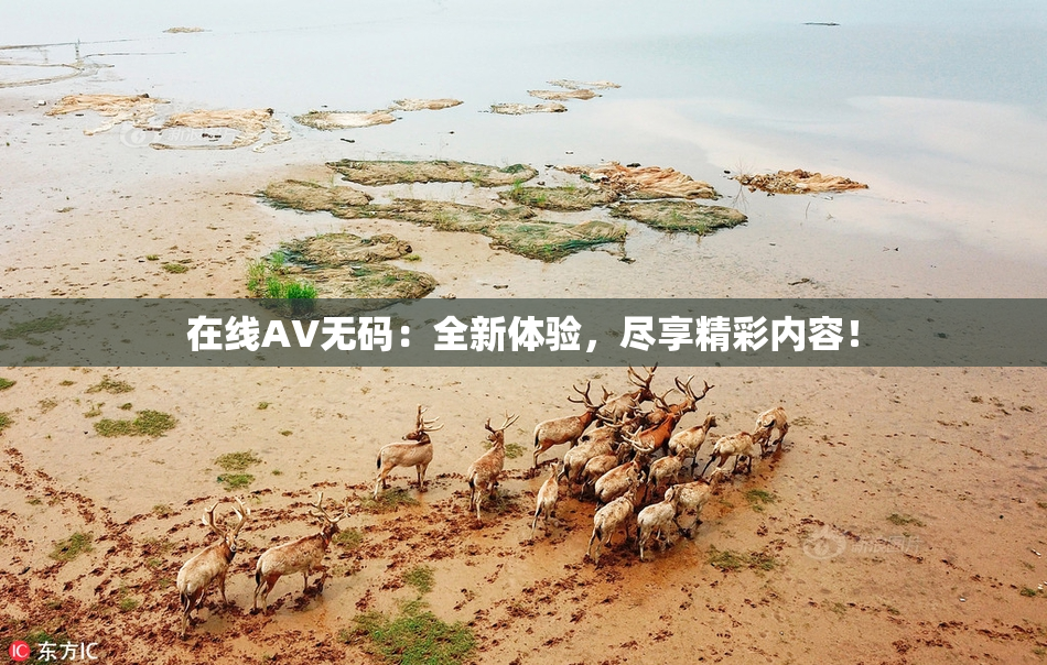 在线AV无码：全新体验，尽享精彩内容！