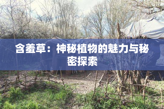 含羞草：神秘植物的魅力与秘密探索