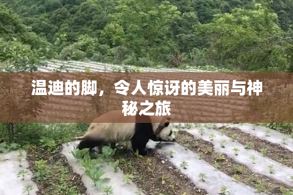 温迪的脚，令人惊讶的美丽与神秘之旅