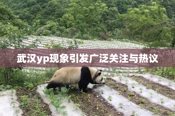 武汉yp现象引发广泛关注与热议