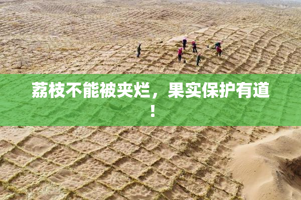 荔枝不能被夹烂，果实保护有道！