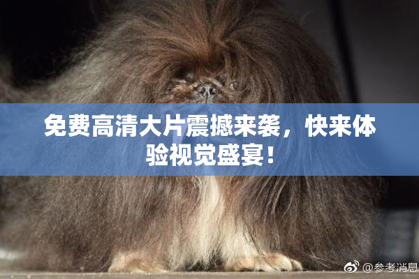 免费高清大片震撼来袭，快来体验视觉盛宴！