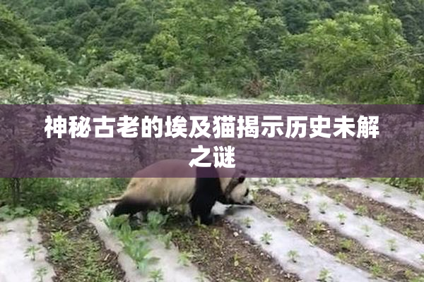 神秘古老的埃及猫揭示历史未解之谜