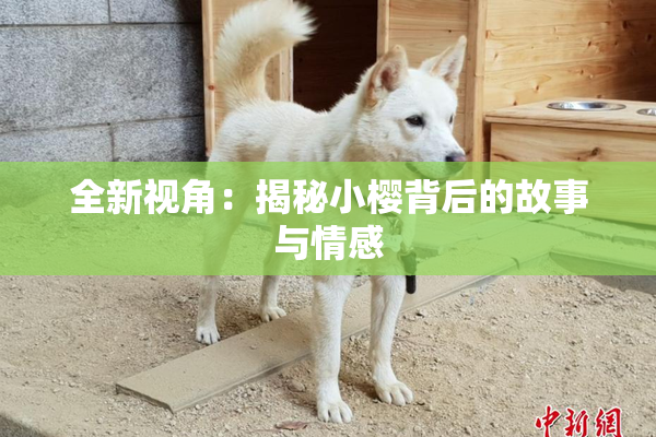 全新视角：揭秘小樱背后的故事与情感