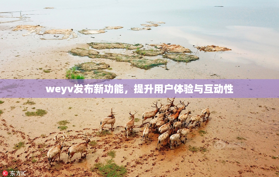 weyv发布新功能，提升用户体验与互动性