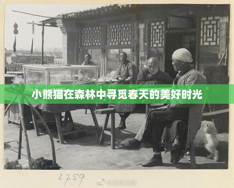 小熊猫在森林中寻觅春天的美好时光