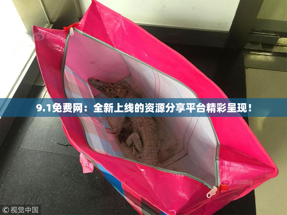 9.1免费网：全新上线的资源分享平台精彩呈现！