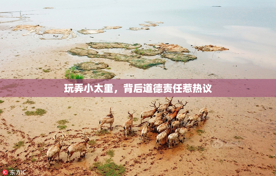 玩弄小太重，背后道德责任惹热议