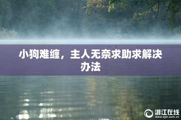 小狗难缠，主人无奈求助求解决办法