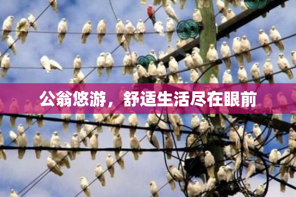 公翁悠游，舒适生活尽在眼前