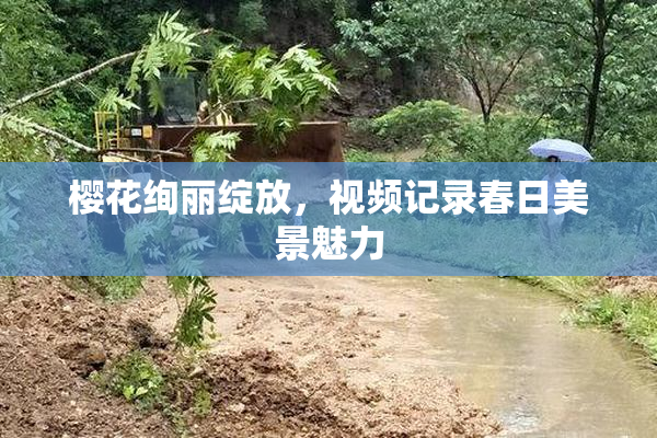樱花绚丽绽放，视频记录春日美景魅力