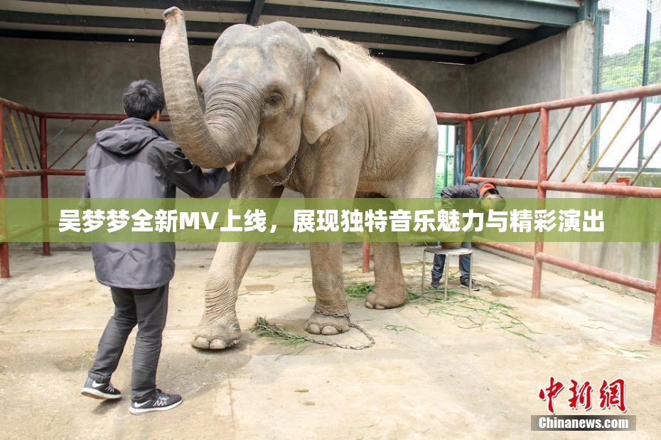 吴梦梦全新MV上线，展现独特音乐魅力与精彩演出