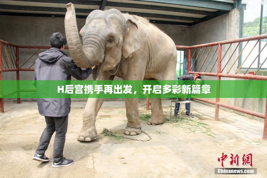 H后宫携手再出发，开启多彩新篇章