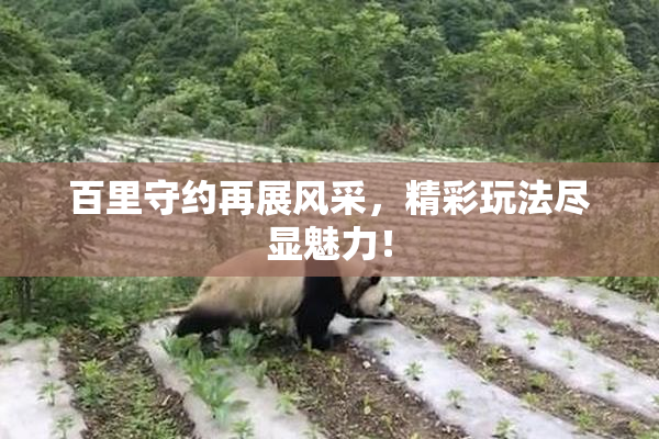 百里守约再展风采，精彩玩法尽显魅力！