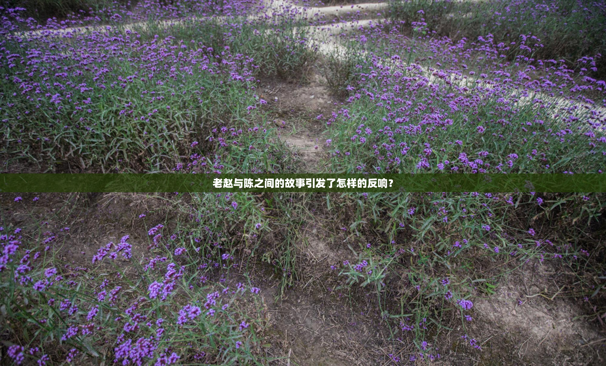 老赵与陈之间的故事引发了怎样的反响？