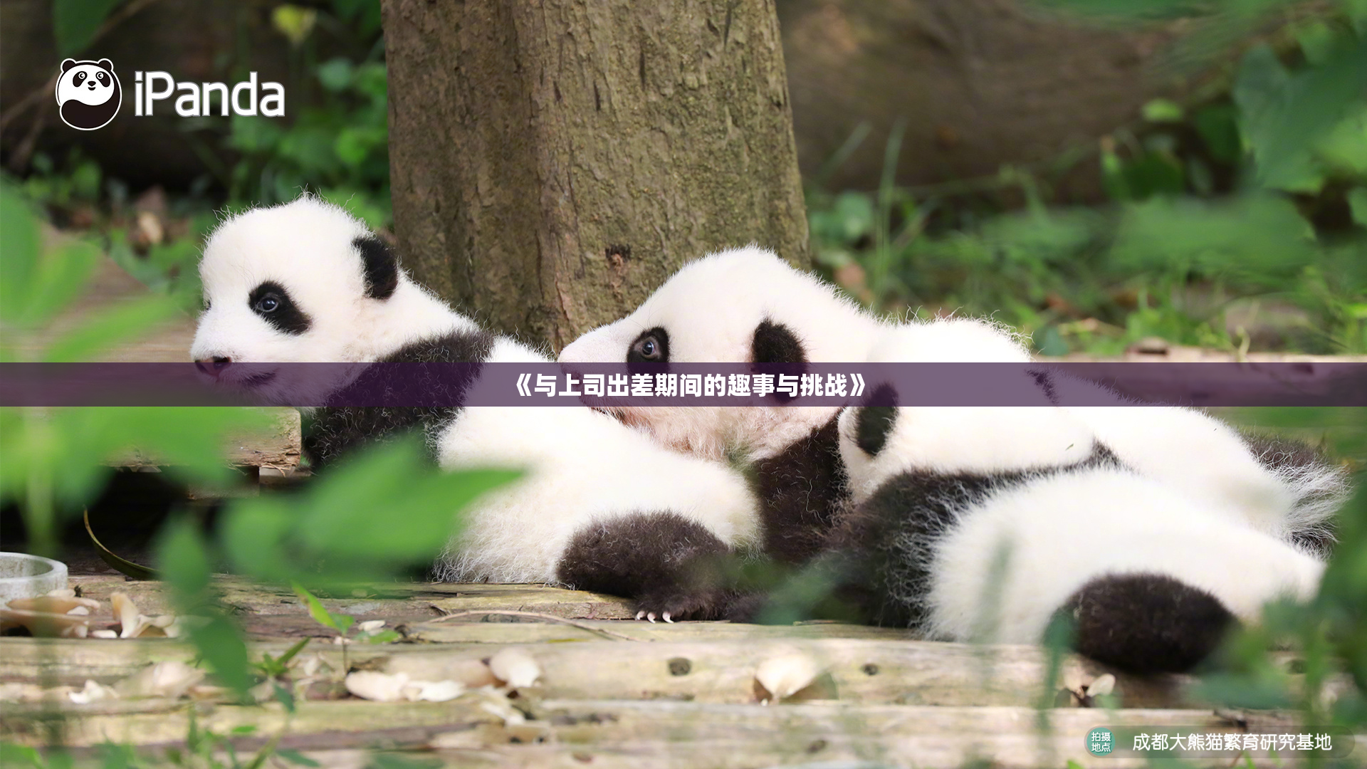 《与上司出差期间的趣事与挑战》