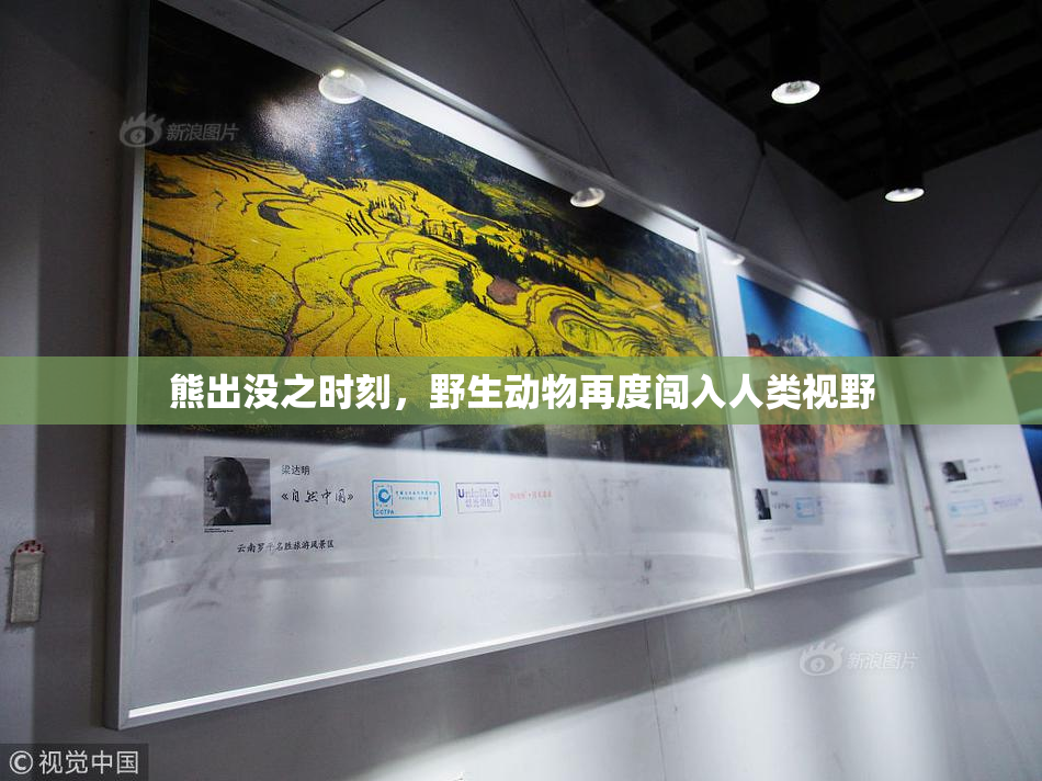 熊出没之时刻，野生动物再度闯入人类视野