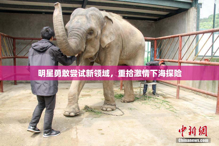 明星勇敢尝试新领域，重拾激情下海探险