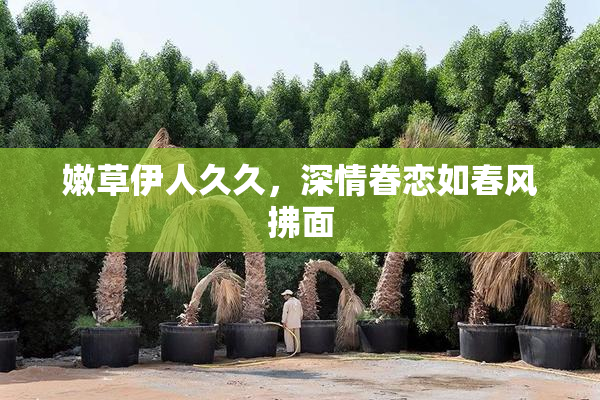 嫩草伊人久久，深情眷恋如春风拂面