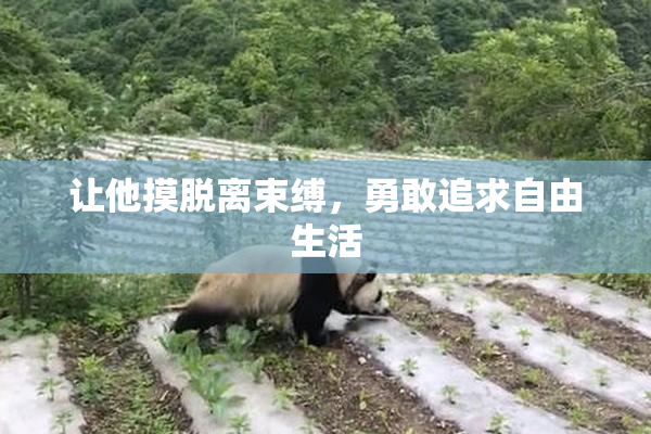 让他摸脱离束缚，勇敢追求自由生活