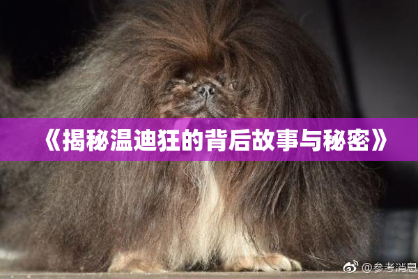 《揭秘温迪狂的背后故事与秘密》