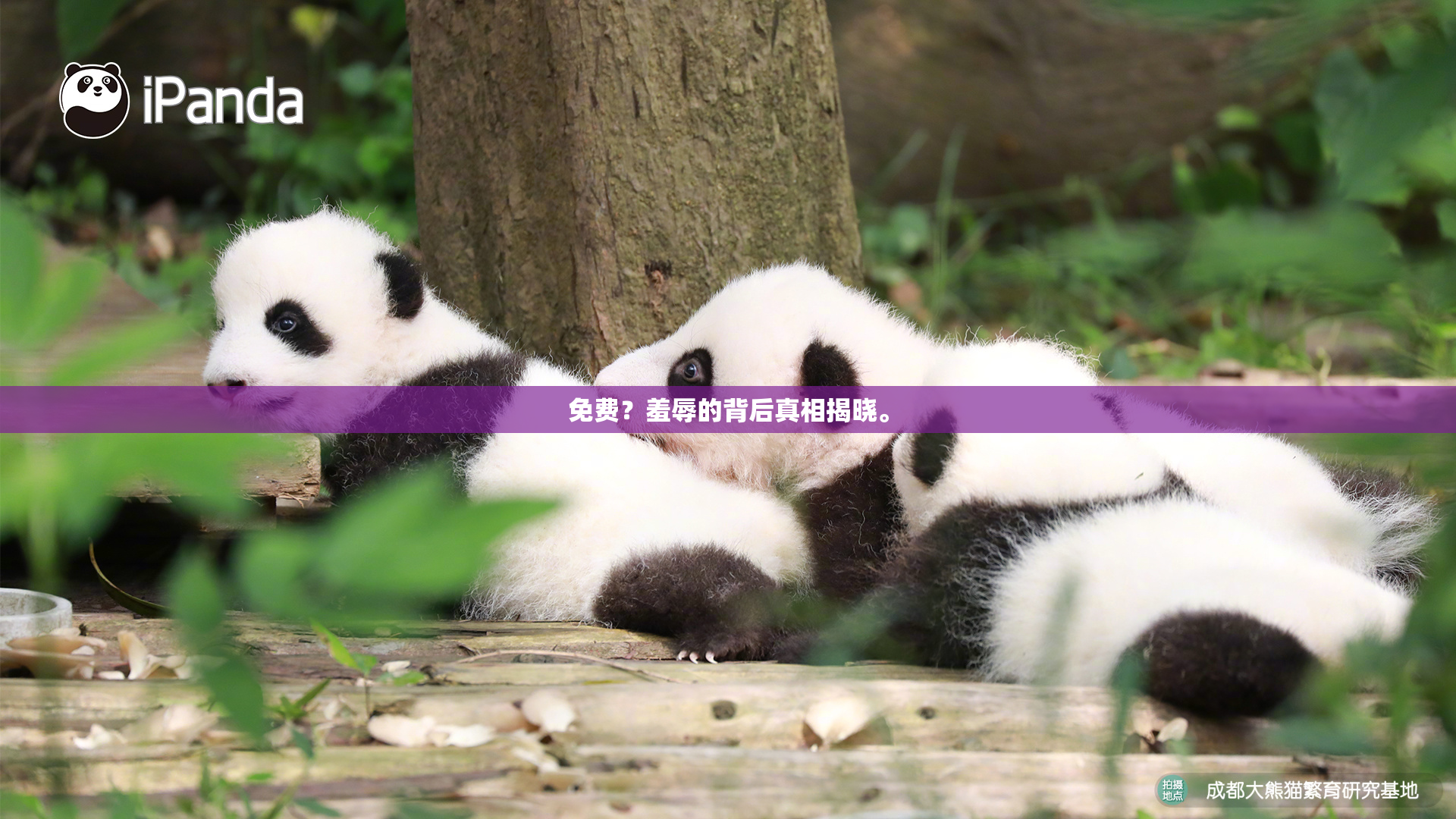 免费？羞辱的背后真相揭晓。