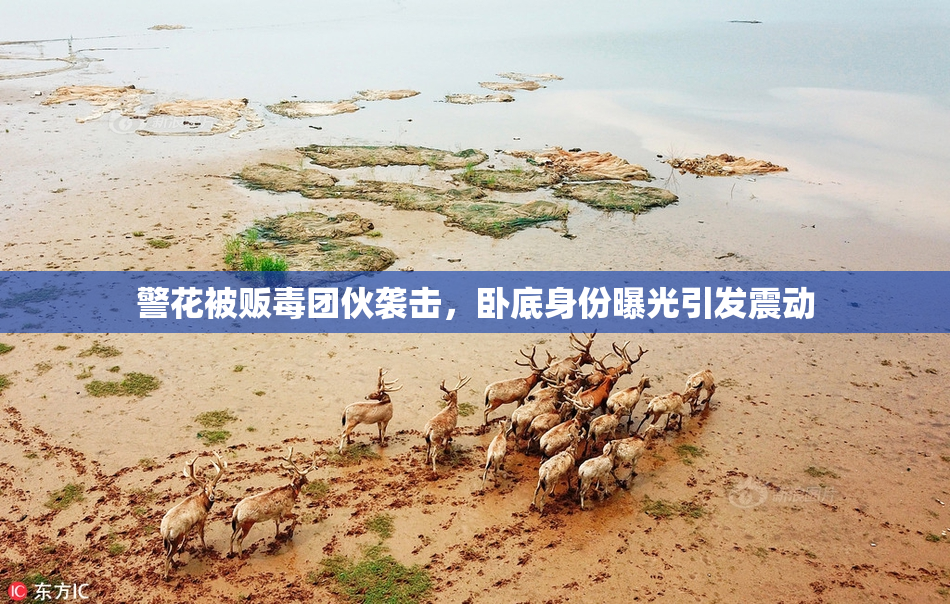 警花被贩毒团伙袭击，卧底身份曝光引发震动