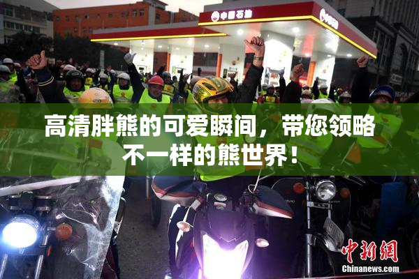 高清胖熊的可爱瞬间，带您领略不一样的熊世界！