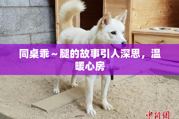 同桌乖～腿的故事引人深思，温暖心房