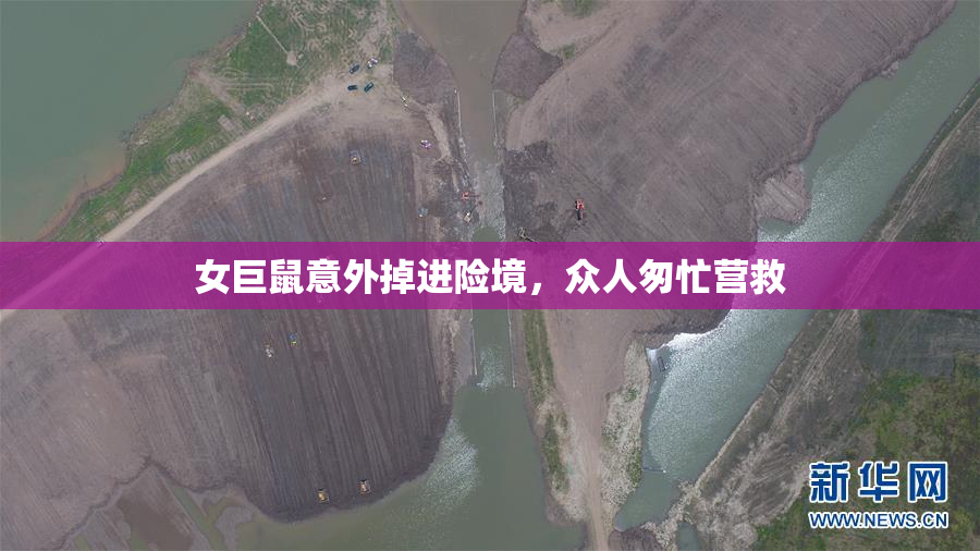 女巨鼠意外掉进险境，众人匆忙营救