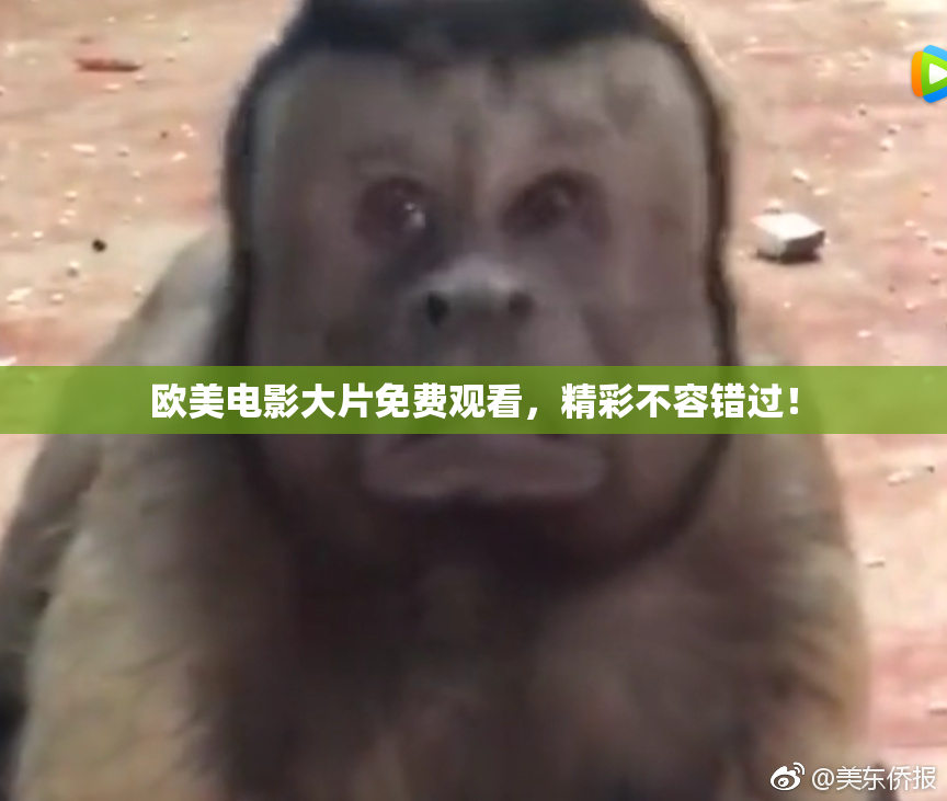 欧美电影大片免费观看，精彩不容错过！