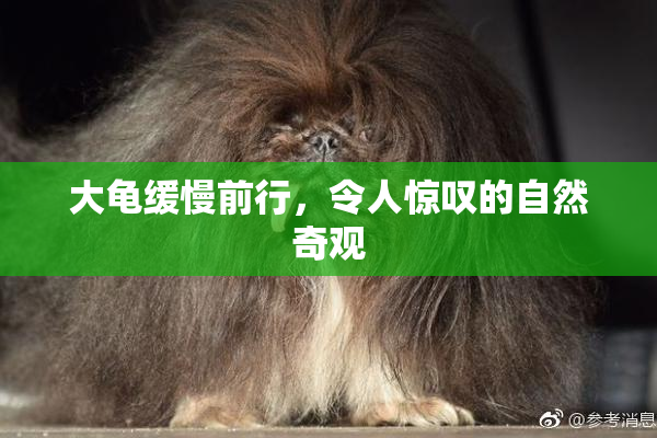 大龟缓慢前行，令人惊叹的自然奇观