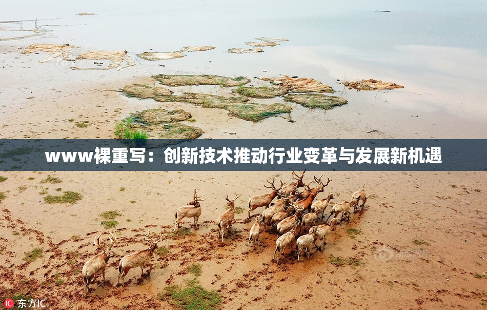 www裸重写：创新技术推动行业变革与发展新机遇
