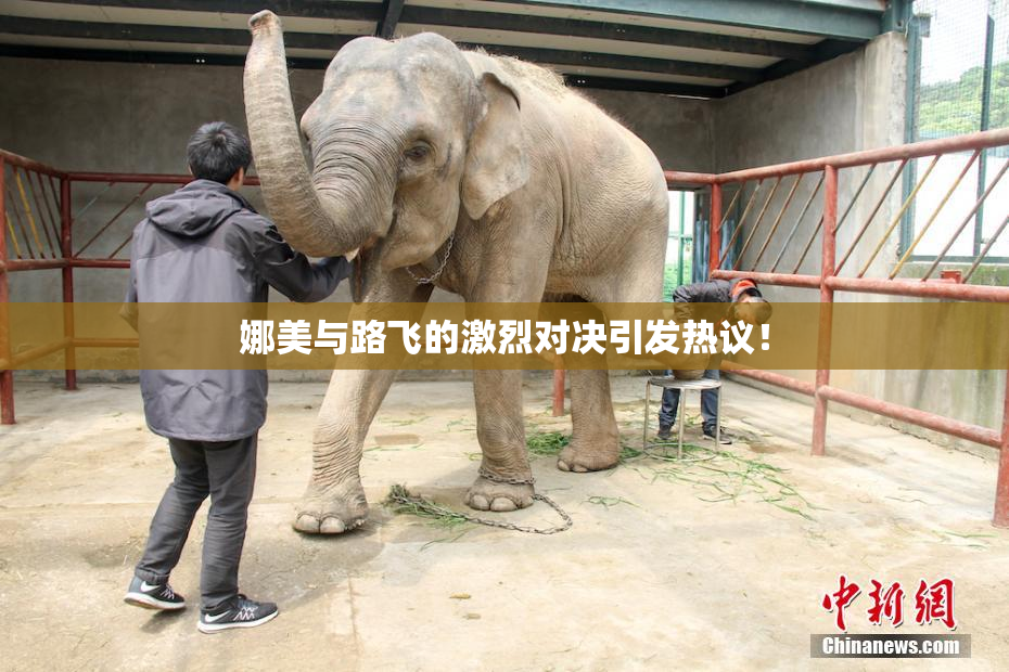 娜美与路飞的激烈对决引发热议！