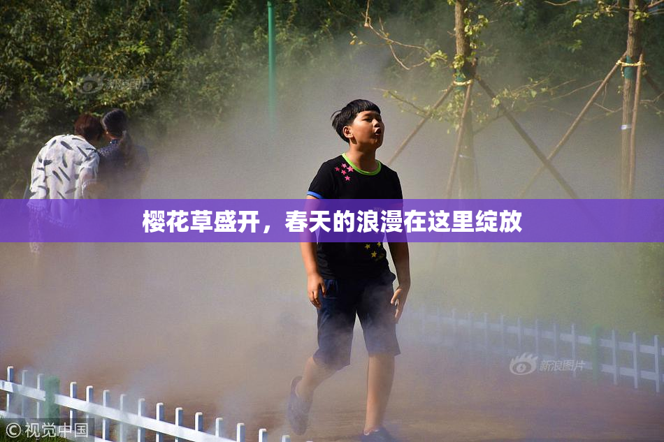 樱花草盛开，春天的浪漫在这里绽放