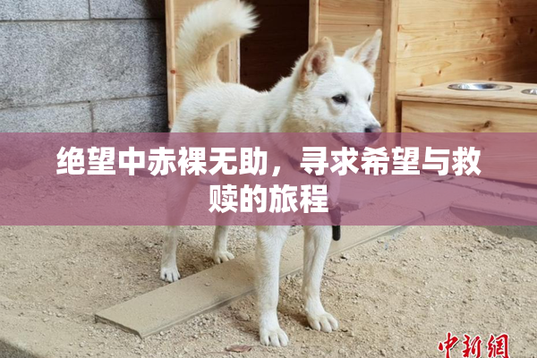 绝望中赤裸无助，寻求希望与救赎的旅程