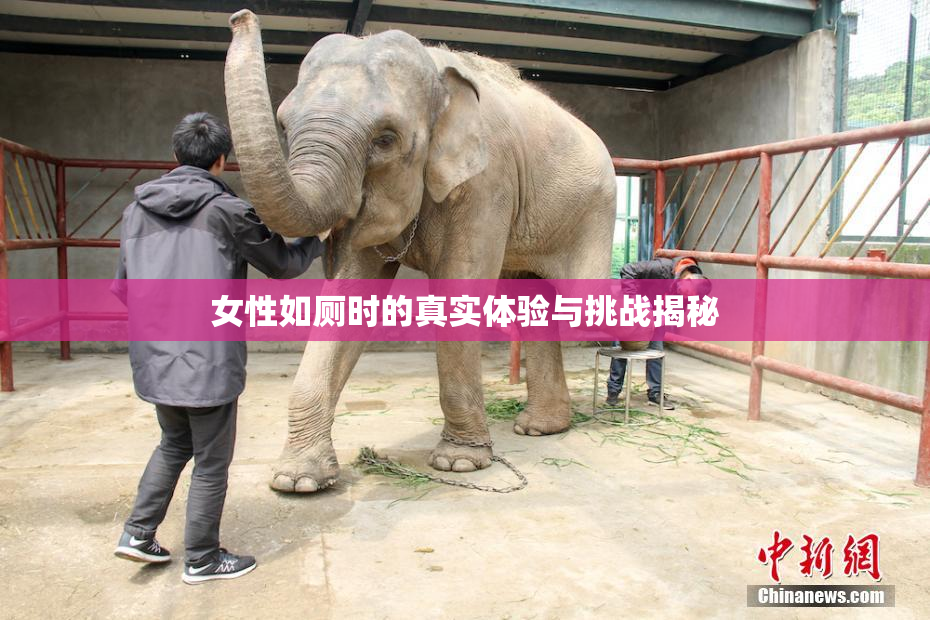 女性如厕时的真实体验与挑战揭秘